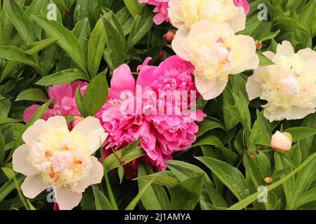 Weiße und rote Blüten Pfingstrose blühen auf verschwommenem Hintergrund. Selektiver Fokus. Stockfoto