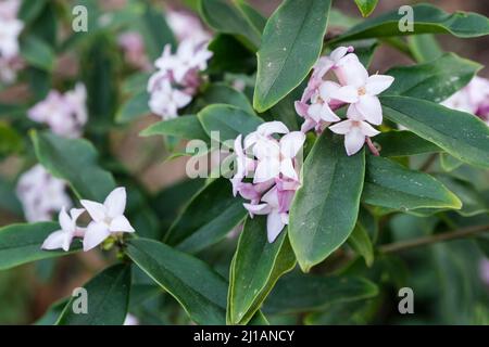 Daphne bholua „Spring Beauty“. Rosa duftende Blüten im frühen Frühjahr Stockfoto