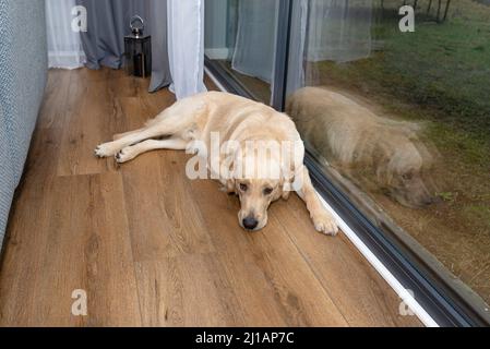Ein junger männlicher Goldener Retriever ruht auf Vinylplatten in der Sonnenstrahlen unter dem großen Terrassenfenster im Wohnzimmer. Stockfoto