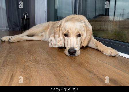 Ein junger männlicher Goldener Retriever ruht auf Vinylplatten in der Sonnenstrahlen unter dem großen Terrassenfenster im Wohnzimmer. Stockfoto