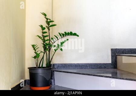 ZZ-Anlage, die auch als Zamioculcas zamiifolia-Anlage im Kunststoffbehälter im Innenbereich auf der Treppe bekannt ist. Selektiver Fokus- und Kopierbereich verwendet. Stockfoto