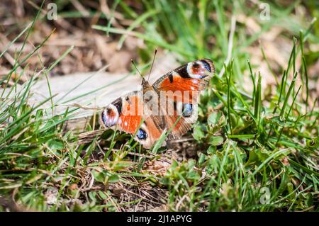 Eine Makroaufnahme eines Pfauenschmetterlings auf dem Feld (Aglais io) Stockfoto
