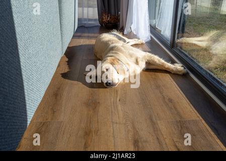 Ein junger männlicher Goldener Retriever ruht auf Vinylplatten in der Sonnenstrahlen unter dem großen Terrassenfenster im Wohnzimmer. Stockfoto