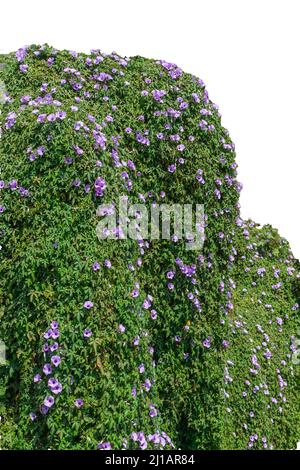 Morgenglorschreepers breiteten sich über die Wand aus. Blühende, lebendige Lavendelblüten. Hintergrund ist in weißer Farbe isoliert. Selektiver Fokus verwendet. Stockfoto