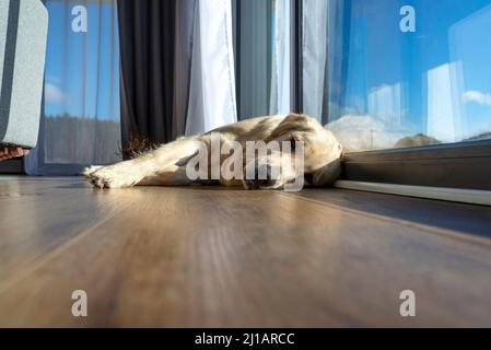 Ein junger männlicher Goldener Retriever ruht auf Vinylplatten in der Sonnenstrahlen unter dem großen Terrassenfenster im Wohnzimmer. Stockfoto