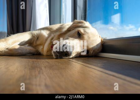 Ein junger männlicher Goldener Retriever ruht auf Vinylplatten in der Sonnenstrahlen unter dem großen Terrassenfenster im Wohnzimmer. Stockfoto