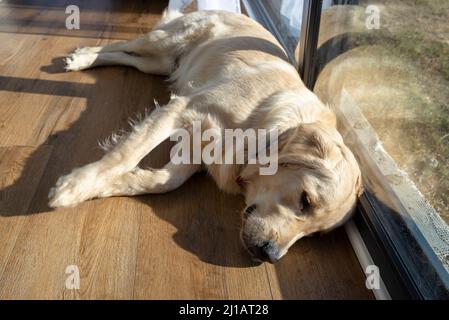 Ein junger männlicher Goldener Retriever ruht auf Vinylplatten in der Sonnenstrahlen unter dem großen Terrassenfenster im Wohnzimmer. Stockfoto