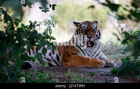 Ein Amurtiger, der sich im Schatten entspannt Stockfoto