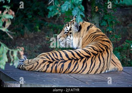 Ein Amurtiger, der sich im Schatten entspannt Stockfoto