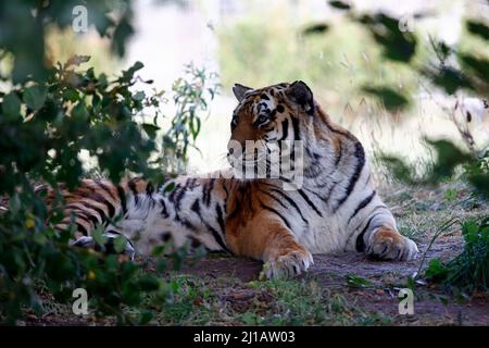 Ein Amurtiger, der sich im Schatten entspannt Stockfoto