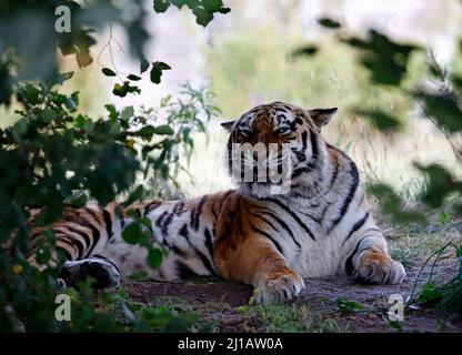 Ein Amurtiger, der sich im Schatten entspannt Stockfoto