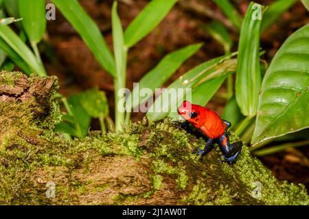 Erdbeer-Dart-Frosch - Oophaga pumilio Stockfoto