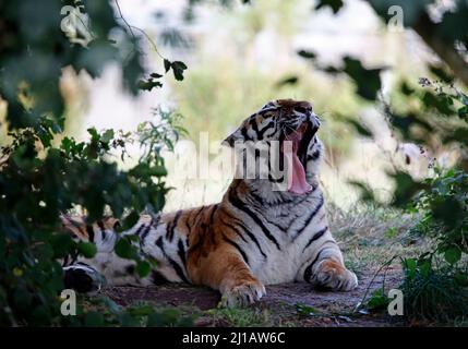 Ein Amurtiger, der sich im Schatten entspannt Stockfoto