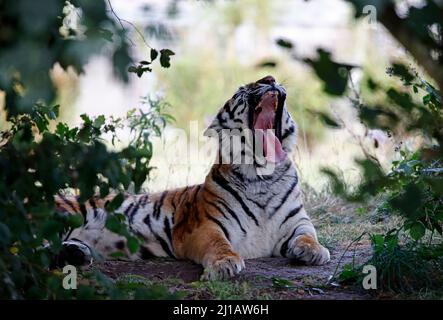 Ein Amurtiger, der sich im Schatten entspannt Stockfoto