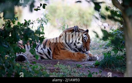 Ein Amurtiger, der sich im Schatten entspannt Stockfoto