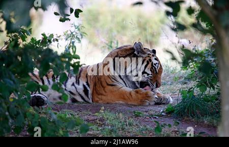 Ein Amurtiger, der sich im Schatten entspannt Stockfoto