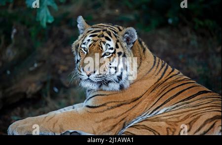 Ein Amurtiger, der sich im Schatten entspannt Stockfoto