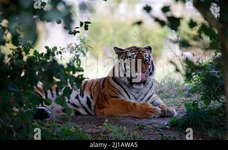 Ein Amurtiger, der sich im Schatten entspannt Stockfoto