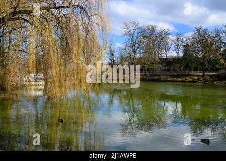 Das Europa-Rosarium in Sangerhausen verfügt über die größte Rosensammlung der Welt Stockfoto