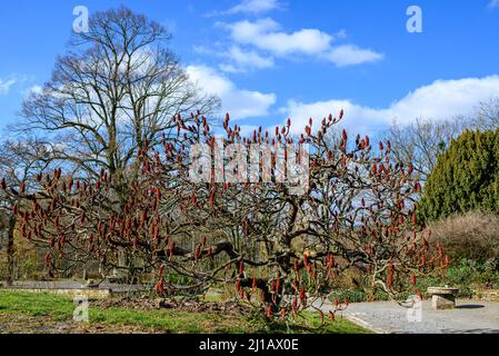 Das Europa-Rosarium in Sangerhausen verfügt über die größte Rosensammlung der Welt Stockfoto