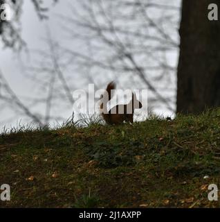 Kostenlos Süßes Eichhörnchen im Gras des Parc De La Tete D'Or in Lyon, Frankreich Stockfoto