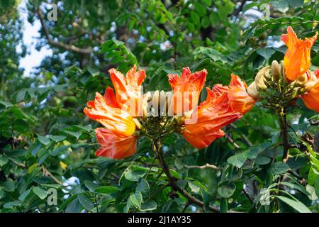 Blume des afrikanischen Tulpenbaums, Spathodea campanulata, Satara, Maharashtra, Indien Stockfoto