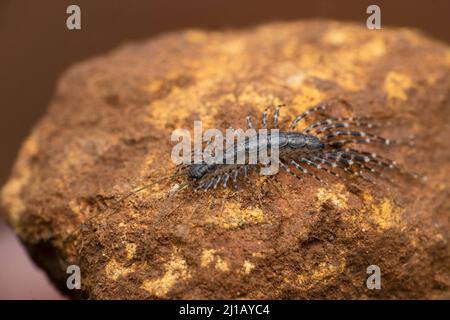 Haus Tausendfüßler, Scutigera coleoptrata, Satara, Maharashtra, Indien Stockfoto