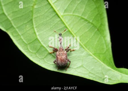 Indischer Giraffenhals-Weevil, Trachelophorus sp, Satara, Maharashtra, Indien Stockfoto