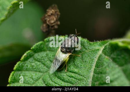 Indische grüne Bauchsoldaten fliegen, Satara, Maharashtra, Indien Stockfoto