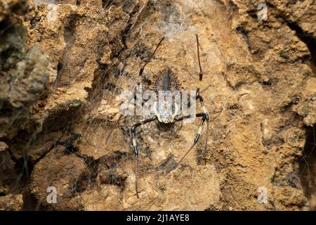 Zierbaumstamm Spinne, Herennia multipuncta, Satara, Maharashtra, Indien Stockfoto