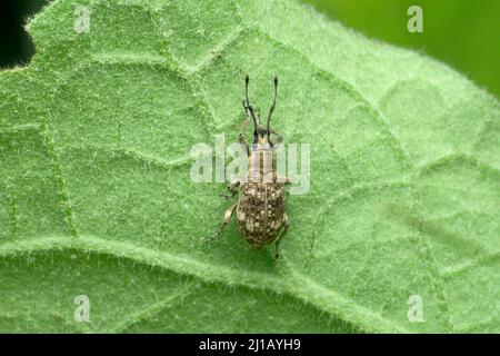 Bean Weevil, Acanthoscelides obtectus, Satara, Maharashtra, Indien Stockfoto