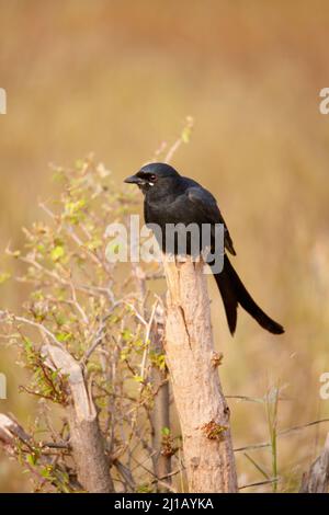 Schwarzer Drongo, Dicrurus macrocercus, Satara, Maharashtra, Indien Stockfoto