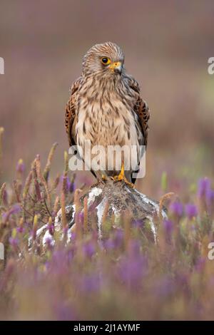 Weibliche gewöhnliche Turmfalke, Falco tinnunculus, Satara, Maharashtra, Indien Stockfoto