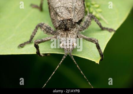 Graues Blatt-Katydid-Cricket-Insekt, Tettigonia-Arten, Satara, Maharashtra, Indien Stockfoto