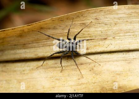 Schwarze Wolfsspinne, Lycosa-Arten, Satara, Maharashtra, Indien Stockfoto