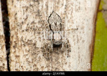 Dorsale Ansicht des grauen Wandpulvers, Menemerus bivitattus, Satara, Maharashtra, Indien Stockfoto