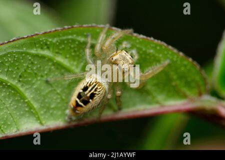 Dorsale Ansicht der sprinenden Spinne, Thyene imperialis weiblich, Satara, Maharashtra, Indien Stockfoto