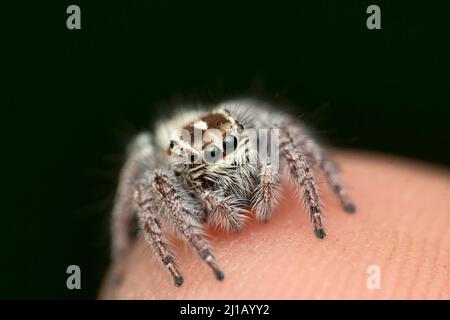 Springen Spinne sp., Satara, Maharashtra, Indien Stockfoto