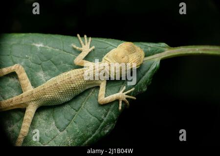 Blick von oben auf Garden Lizard Stockfoto