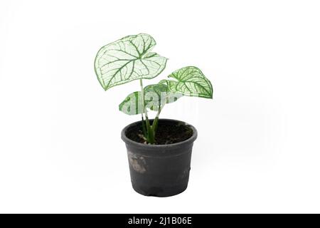 Alocasia Baginda smaragdgrüne Pflanze und Topf, Satara, Maharashtra, Indien Stockfoto