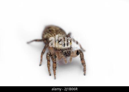 Schwerkörper springende Spinne, Hyllus semicupreus, Satara, Maharashtra, Indien Stockfoto