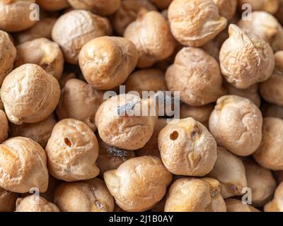 Getreidekäfer auf Kichererbsen und Löcher von Larven Makro gelangweilt. Der Weizenkäfer Sitophilus granarius verbreitete sich auf rohen Kichererbsen. Getreideinsekten. Stockfoto