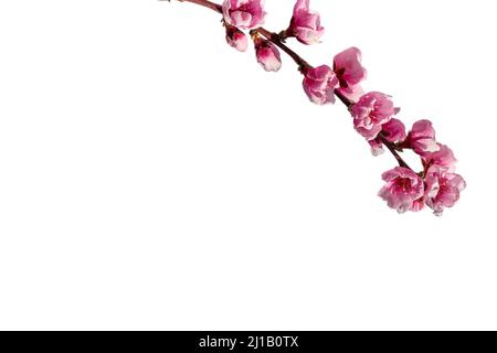 Rosa Pfirsichblüte, blumiger Zweig isoliert auf weiß, Schnittpfad, Kopierraum, grafische Ressource für Banner und Grußkarten Stockfoto