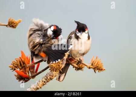 Eine Nahaufnahme der beiden rotgeflüsterten Bulbuls (Pycnonotus jocosus), die auf einem Ast thront Stockfoto