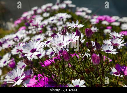 Der nachlaufende afrikanische Gänseblümchen- oder Strauchbusch oder Osteospermum fruticosum. Weiße und violette Gänseblümchen-Blüten auf grünem Hintergrund im Frühling. Stockfoto