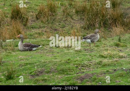 Wilde Gänse auf einem Northumberland Moor, Großbritannien Stockfoto