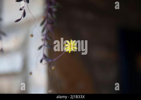 Eine kleine gelbe Blume. Konzept von einsam. Selektiver Fokus und Vorderseite der Ansicht. Stockfoto