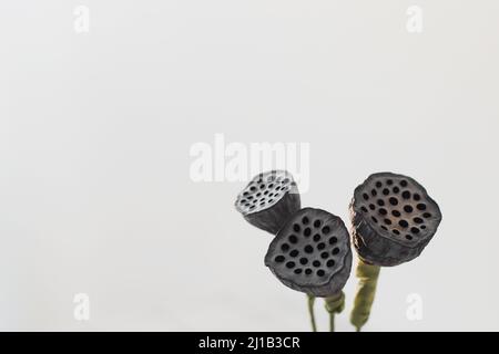 Getrocknete Lotusblüten Samenkapseln isoliert auf weißem Hintergrund mit Copyspace Stockfoto