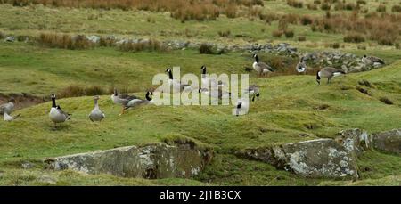 Wilde Gänse auf einem Northumberland Moor, Großbritannien Stockfoto