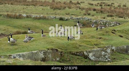 Wilde Gänse auf einem Northumberland Moor, Großbritannien Stockfoto